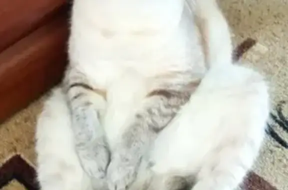 Кошки потеряшки, Рождественский, фото: Потеряшка кошка Мальчик на ул. Фёдорова 3, Рождественский.