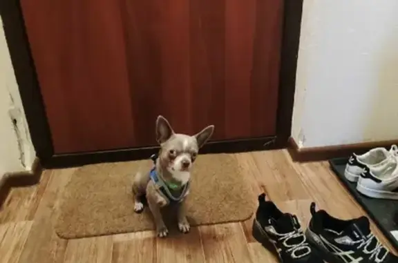 Собаки потеряшки, Санкт-Петербург, фото: Потеряшка щенок мальчик в Санкт-Петербурге, вознаграждение за информацию!