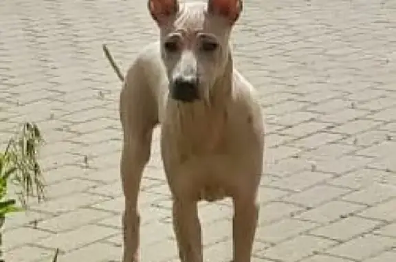 Пропала собака на ул. Партизана Германа, СПб