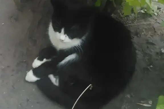 Кошки потеряшки, Ульяновск, фото: Потеряшка чёрная кошка Багира, адрес: ул. Богдана Хмельницкого, 26, Ульяновск