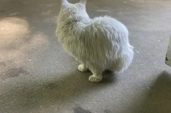 Найдена белая кошка на ул. Борисовские пруды, глухая?