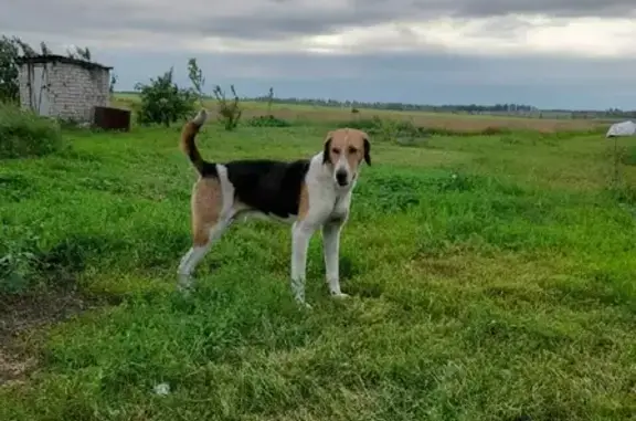 Найдена бело-черно-рыжая охотничья собака в Каменной Лубне, Липецкая область