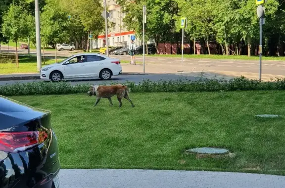 Собака около ЖК Лайф, Гжатская ул., 5к7, Москва