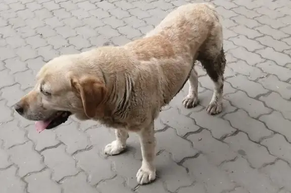 Найдена собака на пересечении Горького и Куйбышева
