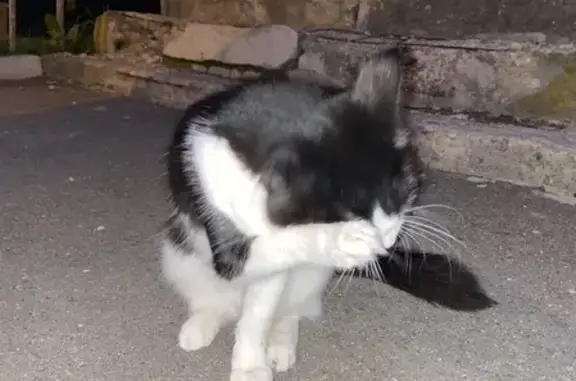 Найдена кошка на ул. Чайковского, 31 в Ступино