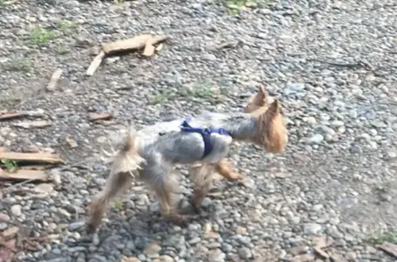 Собаки потеряшки, Новокузнецк, фото: Потеряшка йорк Харви в Новокузнецке, ул. Звездова 48А