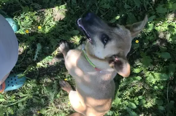 Ласковая собака найдена в Лопухинском поселении