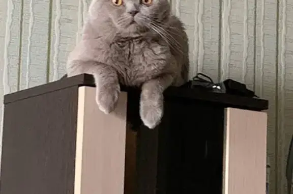 Пропал серый кот Барсик, пр-т Мира 8, Чебоксары