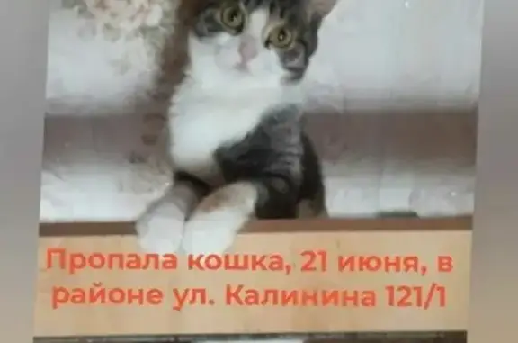 Пропала кошка в Георгиевске, ул. Калинина, д.121/1