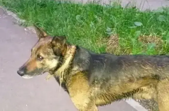 Найдена собака на ул. Октябрьская 19А в Ульяновске