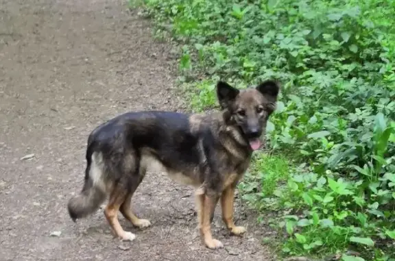 Найдена собака в ошейнике в Химках 2Б, Москва
