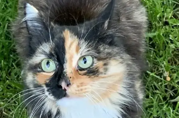 Найдена трехцветная кошка на Первомайской улице, ищем хозяев