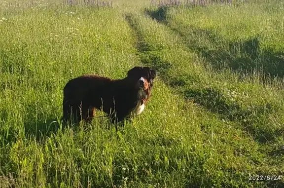 Найдена собака, Московская область, фото: Найдена собака возле Икар Снт в Московской области