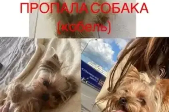 Пропала собака Кабель в Башкортостане