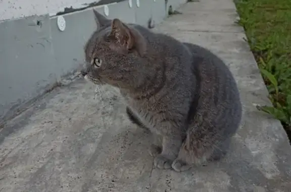 Объявления о пропавших и найденных животных, Дороничи, фото: Пропал кот Ники на ул. Мира, 21а, Дороничи