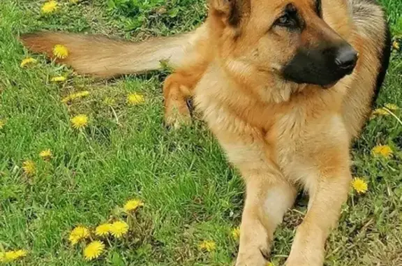 Собаки потеряшки, Шилова, фото: Потеряшка собака Джесси в деревне Шилова, ул. Кирова 10 б