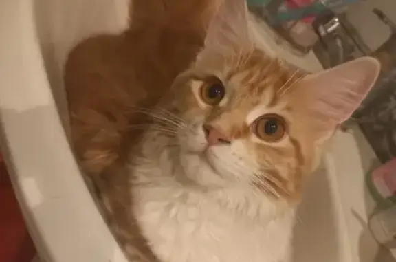 Кошки потеряшки, Москва, фото: Потеряшка кошка Василиса-Вася, ул. Паршина 17, Москва.