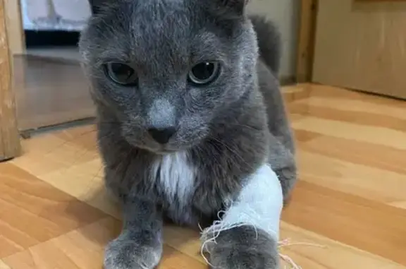 Потерянные животные Москва, фото: Пропала кошка, кличка Спок, адрес: Севастопольский проспект, 46 к6, Москва