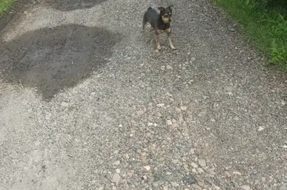 Найден домашний пёс в СНТ Ручеек, Кемеровская область