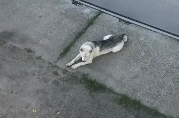 Собака найдена в Нижнем Мячково с поводком