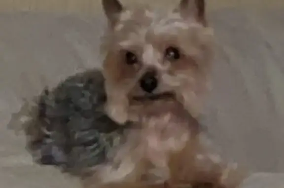 Собаки потеряшки, Санкт-Петербург, фото: Потеряшка маленький Йоркширский терьер с ЧИПом в районе озера Разлив, контактный телефон +79117254285