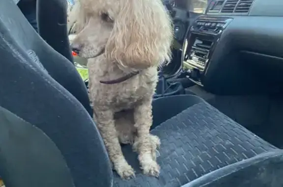 Объявления о пропавших и найденных животных, Москва, фото: Пропал старый слепой пёс Мартель, Жердево, Кипревское сельское поселение.