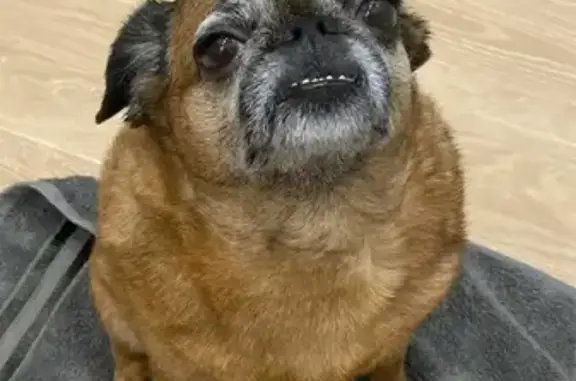 Собаки потеряшки, Москва, фото: Потеряшка грифон-девочка на Ленинском проспекте, Москва