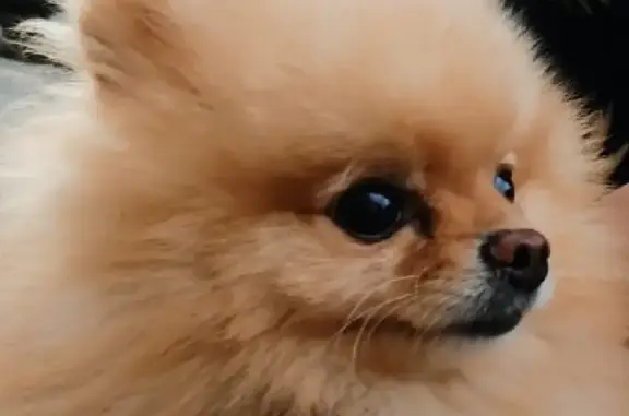 Найденные животные Ростов-на-Дону, фото: Найдена собака, контакты в описании.