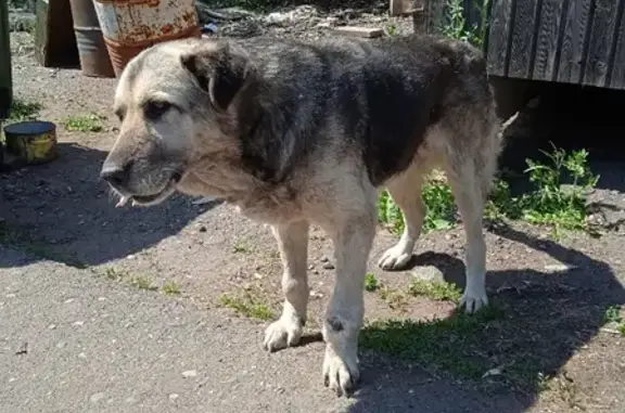 Найдена собака требует пристройства: Ижевск, Удмуртская Республика