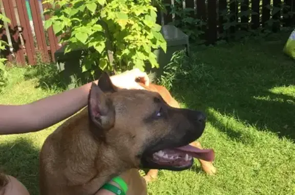 Найденные животные Богородский городской округ, фото: Найдена рыжая собака на Машиностроения, 61