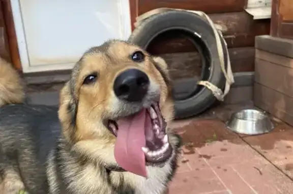 Найденные животные Сапроново, фото: Найдена собака в СНТ 