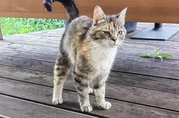 Найдена домашняя кошка в Марушкинском поселении