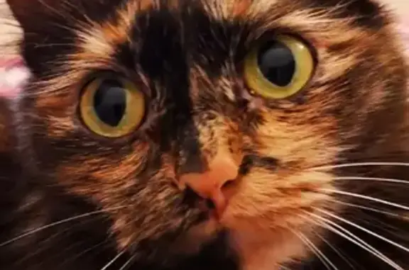 Кошки потеряшки, Ижевск, фото: Потеряшка кошка на Пушкинской улице, Ижевск