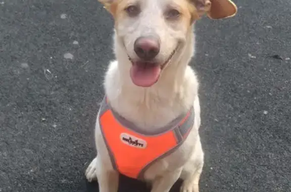 Пропала собака в Новой Мельнице, зовут Груша