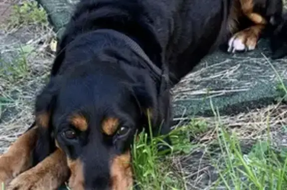 Собака охотничьей породы найдена в Вакино, Рязанская область