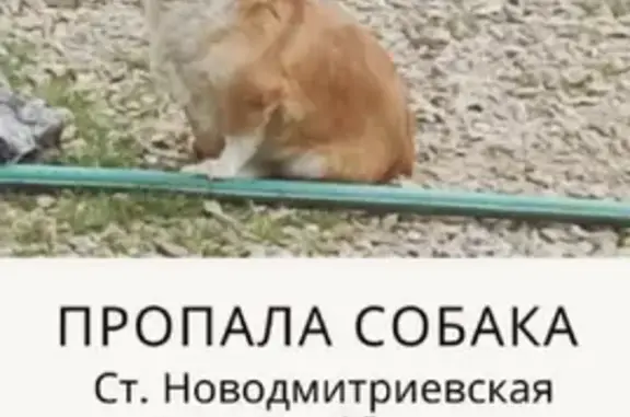 Пропала рыжая собака возле Новодмитриевской, Краснодарский край
