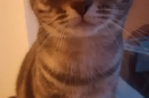 Кошки потеряшки, Санкт-Петербург, фото: Потеряшка кошка на Пискарёвском проспекте, 159 корпус 7