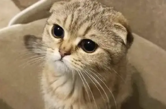 Кошки потеряшки, Юкки, фото: Потеряшка кошка Алиса на Озёрной улице, 9А