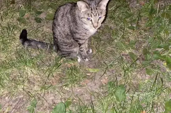 Найдена кошка на ул. Переяславская Бол, 5 корпус 1, Москва