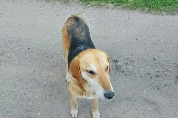Найдена охотничья собака в СНТ граница Ногинского района, нужна помощь.