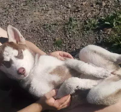 Пропала собака на ул. Экскурсантов, 27 в Красноярске