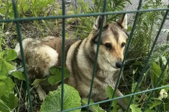Найдена пожилая собака на Новой улице, СПб