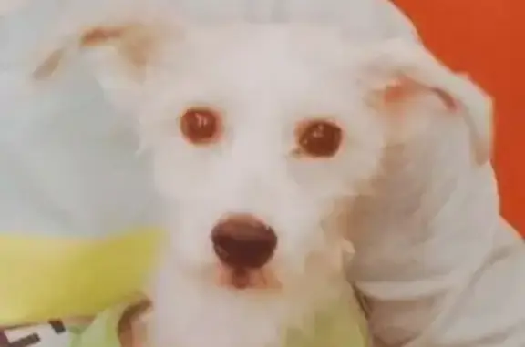 Пропала собака Пухля с эпилепсией в СНТ Строитель-2, Ярославская область