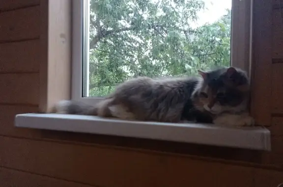 Кошки потеряшки, Санкт-Петербург, фото: Потеряшка кошка Пятка на улице 5-я Заря, Мгинское городское поселение