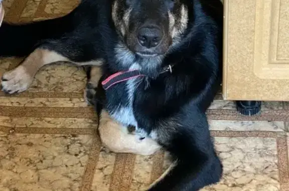 Пропала собака Барни в СНТ Лесное, Тульская область