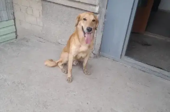 Собака на улице Баумана, 1-122, Екатеринбург