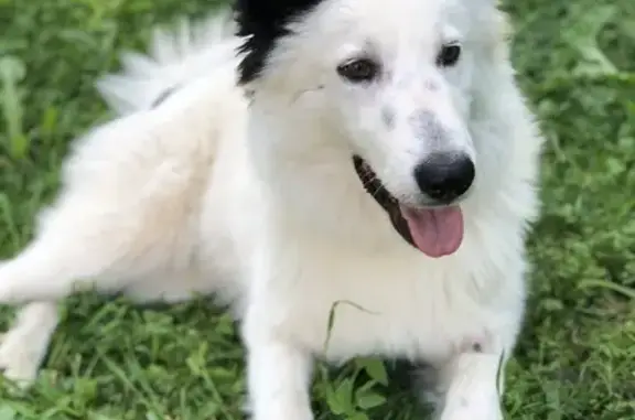 Найдена молодая собака в поселении Новофёдоровское