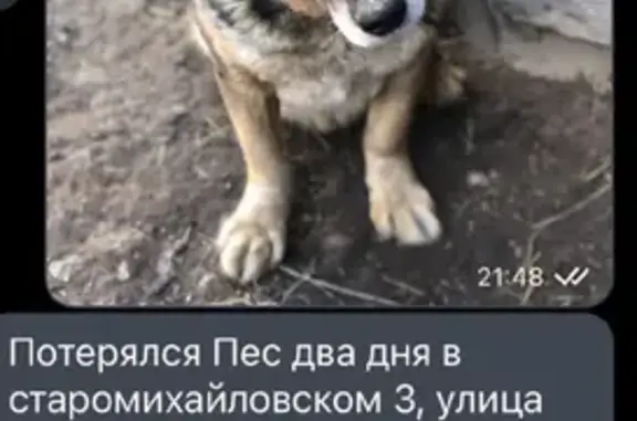 Пропала собака Черныш в Старомихайловском