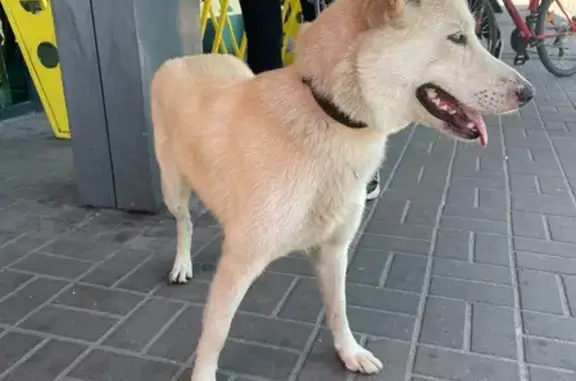 Найдена собака на улице Шишкова, 72, Воронеж