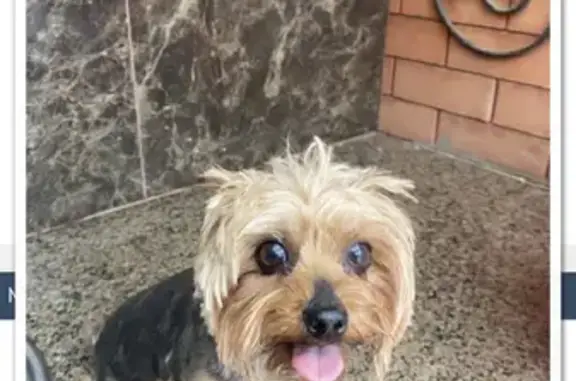 Собаки потеряшки, Армавир, фото: Потеряшка собака Ёрк на улице Ковтюха, 58, Армавир